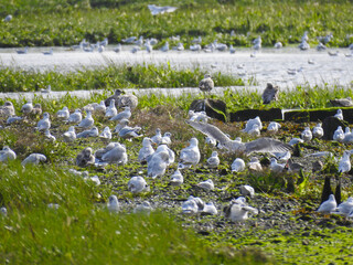A group of birds on the shore and shallow water