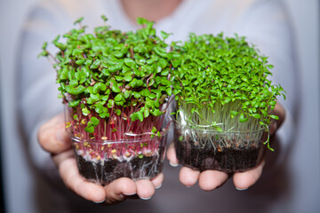 Germination of seeds for human consumption. Seedlings Micro greens. A man holds green sprouts in a...