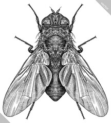Engrave isolated fly hand drawn graphic illustration © Turaev