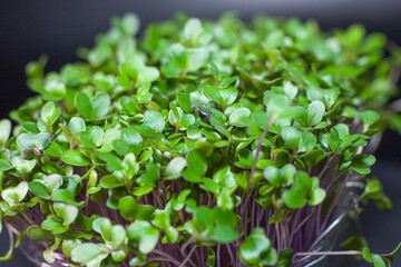 Germination of seeds for nutrition. Seedlings Micro Greens