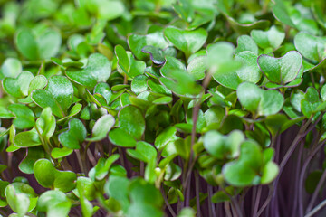 Germination of seeds for nutrition. Seedlings Micro Greens