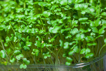 Germination of seeds for nutrition. Seedlings Micro Greens