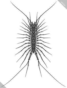 Engrave isolated scutigera hand drawn graphic illustration