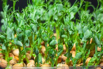 Germination of seeds for nutrition. Seedlings Micro Greens