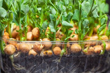 Germination of seeds for nutrition. Seedlings Micro Greens