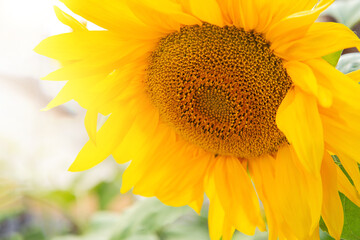 yellow sunflower inflorescence close up