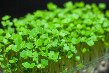 Germination of seeds for nutrition. Seedlings Micro Greens