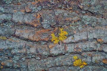 Cork with green and yellow lichen 