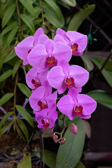 Branch of purple orchids flowers