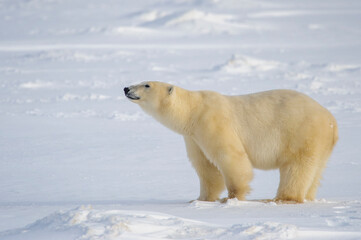 Obraz na płótnie Canvas Polar bear (Ursus maritimus) standing on sea ice, looking up, Churchill, Manitoba, Canada.