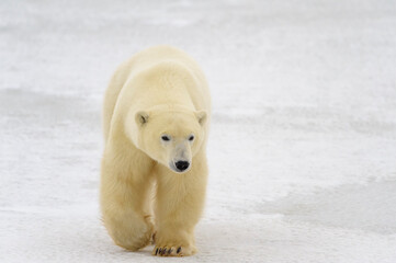 Plakat Polar bear (Ursus maritimus) walking on sea ice, looking at camera, Churchill, Manitoba, Canada.