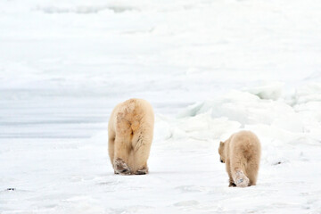 Polar bear (Ursus maritimus) mother with cub walking on ice, seen from behind, Churchill, Manitoba,...