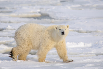 Naklejka na ściany i meble Polar bear (Ursus maritimus) walking on sea ice, looking at camera, Churchill, Manitoba, Canada.