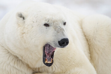 Obraz na płótnie Canvas Big male polar bear (Ursus maritimus) portrait close up, yawning, Churchill, Manitoba, Canada.
