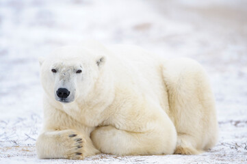 Naklejka premium Big male polar bear (Ursus maritimus) lying down on tundra, looking at camera, Churchill, Manitoba, Canada.