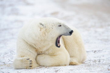 Obraz na płótnie Canvas Big male polar bear (Ursus maritimus) lying down on tundra, yawning, Churchill, Manitoba, Canada.