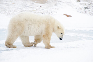Obraz na płótnie Canvas Polar bear (Ursus maritimus) walking on ice, Churchill, Manitoba, Canada.