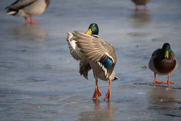 A pair of mallards standing on a frozen lake a winter day in Stockholm