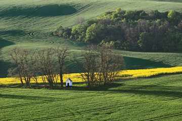 Spring flowering landscape in Moravia in Central Europe