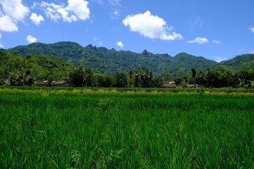 Obraz premium Rice fields on Java Island
