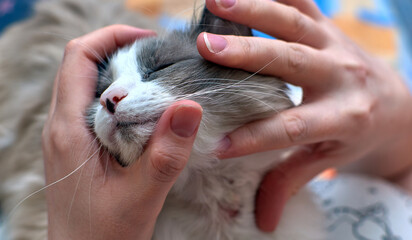 Allergic skin diseases in domestic cats. Cat's wound from dermatitis. Skin diseases in cats. Cat...