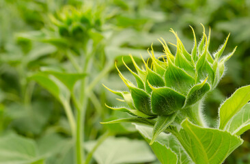 Close up young sunflower the flower is not fully grown in the field and blur background.small depth of field. Nature agricultural background
