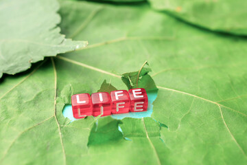 life is assembled from letters on cubes, the inscription broke through the leaf of the tree