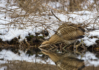 Obraz premium The Eurasian bittern (Botaurus stellaris) during the hunt