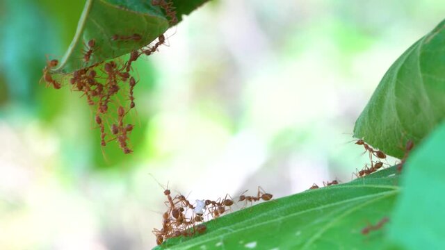 Ant action standing.Ant bridge unity team,Concept team work together Red ant,Weaver Ants (Oecophylla smaragdina),Action of ant carry food