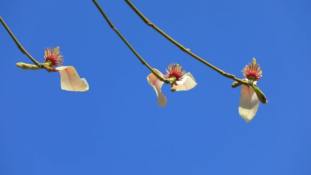 Magnolia in blue sky background, North China