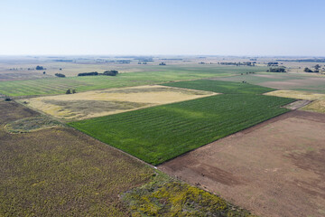 Fototapeta na wymiar Cultivated fields in the Pampas region, Argentina.