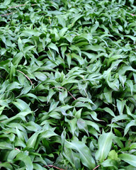 Wild garlic plants growing in abundance.