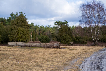 Fototapeta na wymiar Toter Baum am Wegesrand in der Lüneburger Heide - Wandern und entspannen