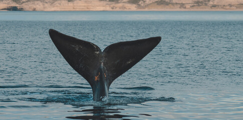 Sohutern right whale tail, endangered species, Patagonia,Argentina
