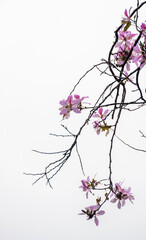 Obraz na płótnie Canvas The beautiful Bauhinia and black branches stretch are isolated on white background , look like a Chinese flower ink painting