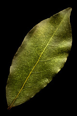 close up of leaf