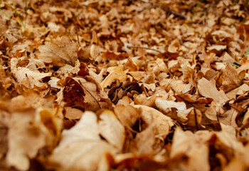 Fallen dry leaves. Dry brown leaves on the ground. Autumn leaf fall. Brown Leaves on the ground in late autumn. Autumn background. Selective focus low angle view