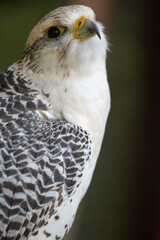 ptak drapieżny, bird, ptak, dzika natura, jastrząb, drapieżnik