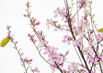 The beautiful Bauhinia and black branches stretch are isolated on white background , look like a Chinese flower ink painting