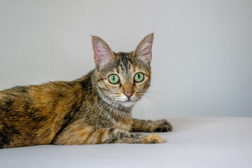 portrait of a cat