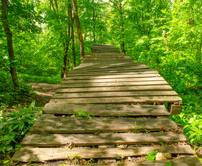 Obraz premium Footbridge crossing the dense thickets. Path through a green summer forest going up. Wooden walkway, path in dense greenery. Background travel or bike sport concept