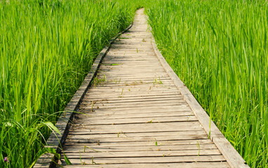 Obraz premium Footbridge crossing the dense thickets. Path through a green summer park. Wooden walkway, path in dense greenery. Thickets of grass. background travel concept