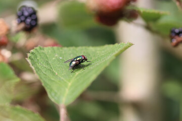 bug on a leaf