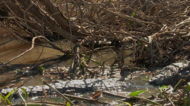 Yacare Caiman (Caiman yacare) between reeds in water close-up, panning shot, Brazil the Pantanal wetlands, Brazil.