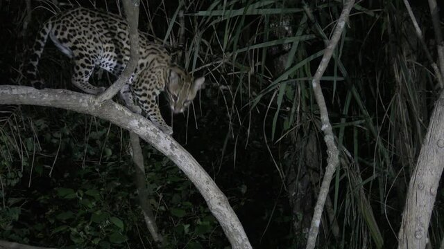 Ocelot (Leopardus pardalis) at night climbing in a tree, in search of prey, Pantanal wetlands, Brazil.