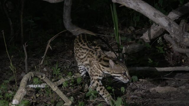 Ocelot (Leopardus pardalis) at night climbing in a tree, in search of prey, Pantanal wetlands, Brazil.