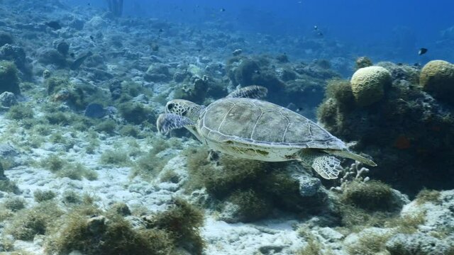 Green Sea Turtle swim in coral reef of Caribbean Sea, Curacao