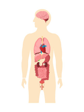 Human body internal organs. Anatomy of body. heart, brain, liver , lungs, spleen, Stomach, kidney, intestine and reproductive. Concept for the study of anatomy and basic biology. Vector illustration
