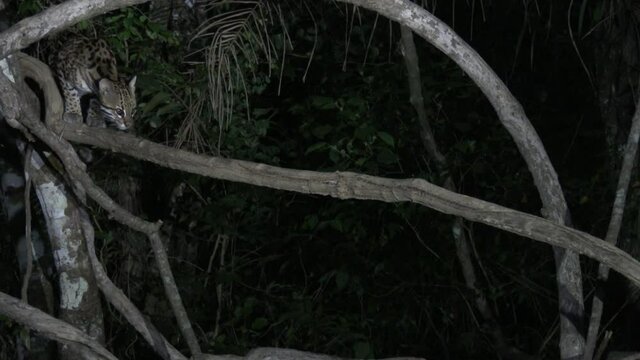 Ocelot (Leopardus pardalis) at night climbing in a tree, in search of prey, Pantanal wetlands, Brazil.
