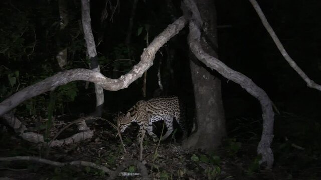Ocelot (Leopardus pardalis) at night climbing in a tree, in search of prey, Pantanal wetlands, Brazil.